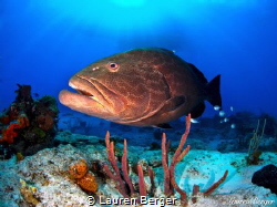 "Max"…Max is the friendliest Black Grouper I have ever ha... by Lauren Berger 